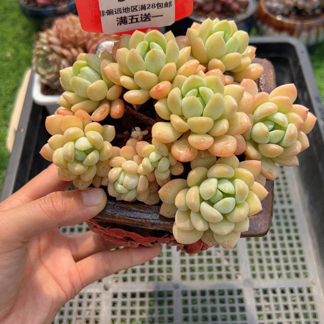 表妹精品多肉548.