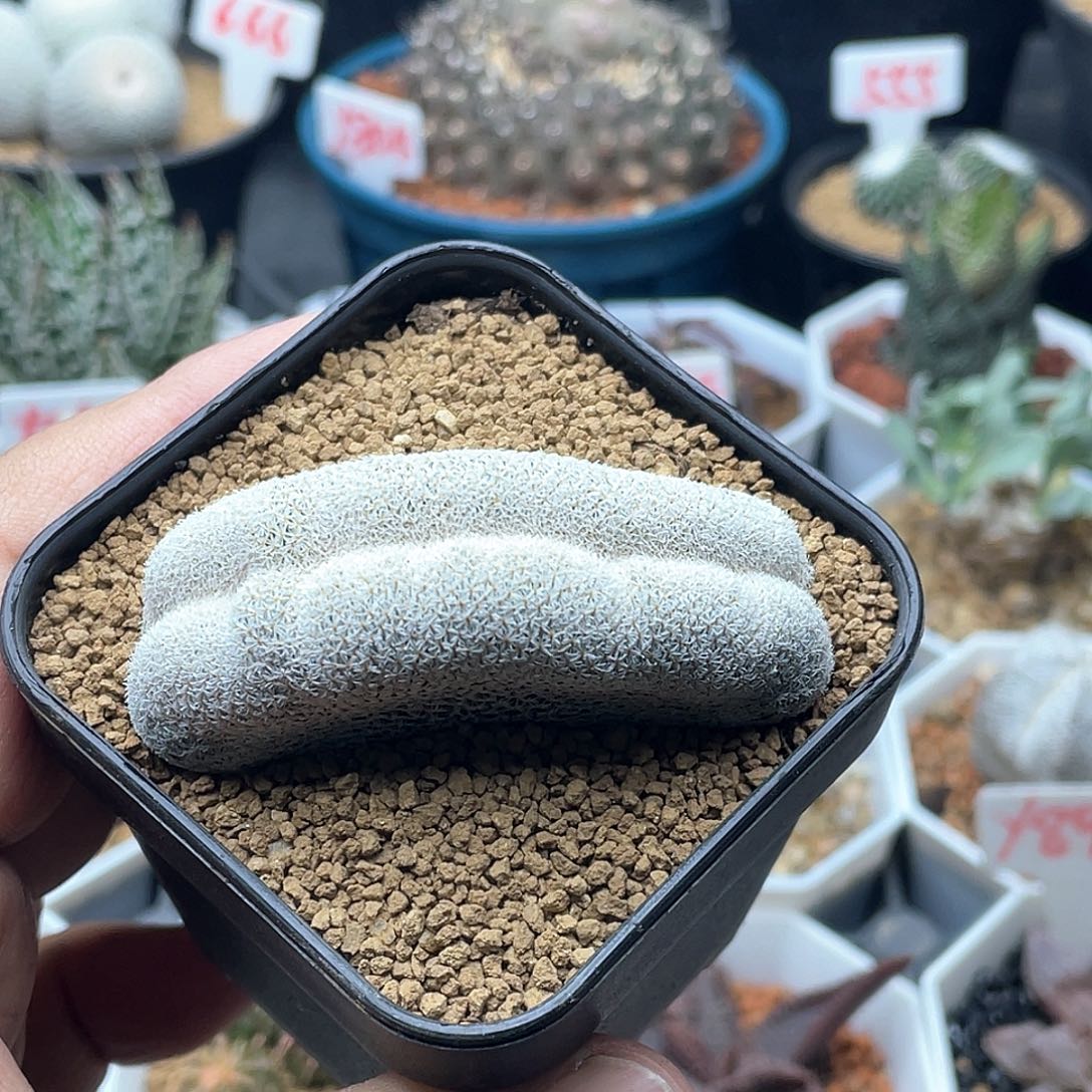 月世界缀化仙人球多肉