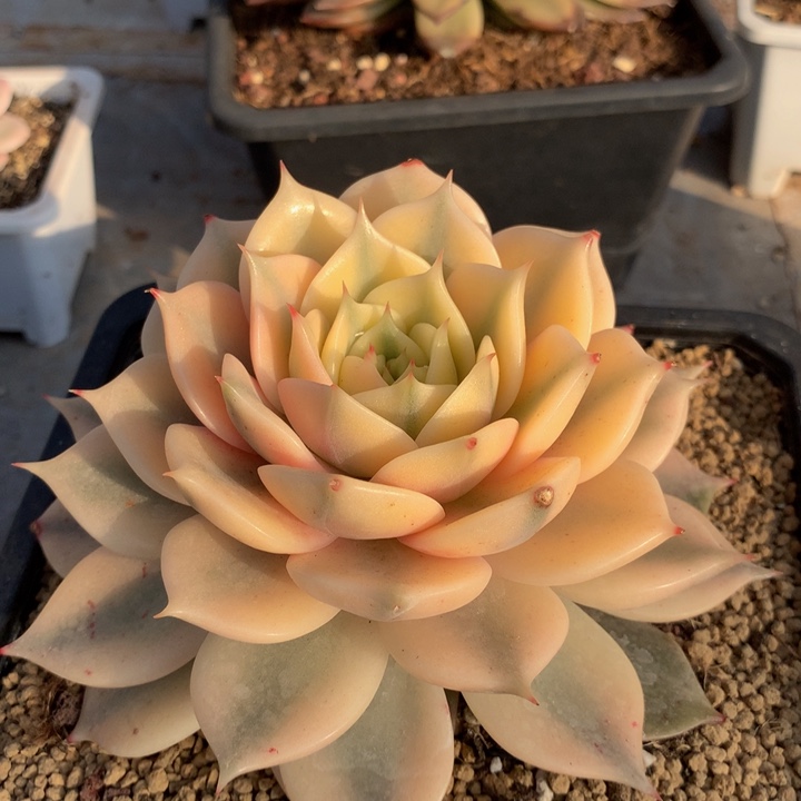 贝加尔湖锦锦上园艺一物一拍