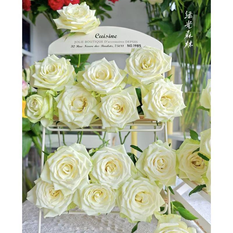 【绿光森林】单头玫瑰花材云南基地直发