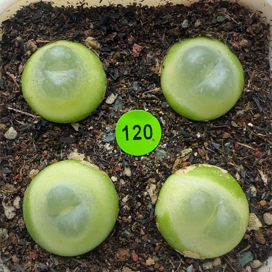 拉登1.8/1.9/2/2+多肉120