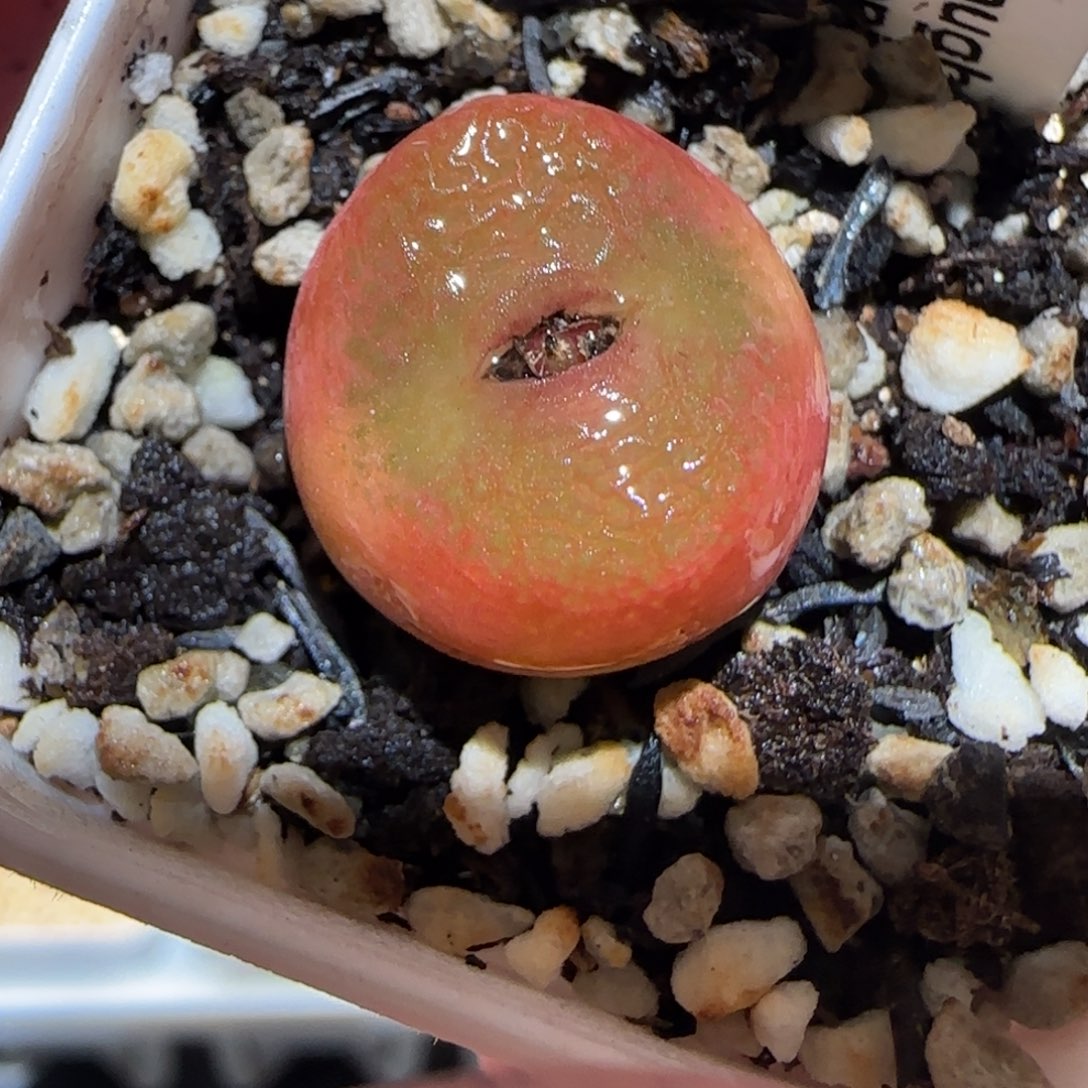 肉锥多肉植物百科-水蜜桃1220