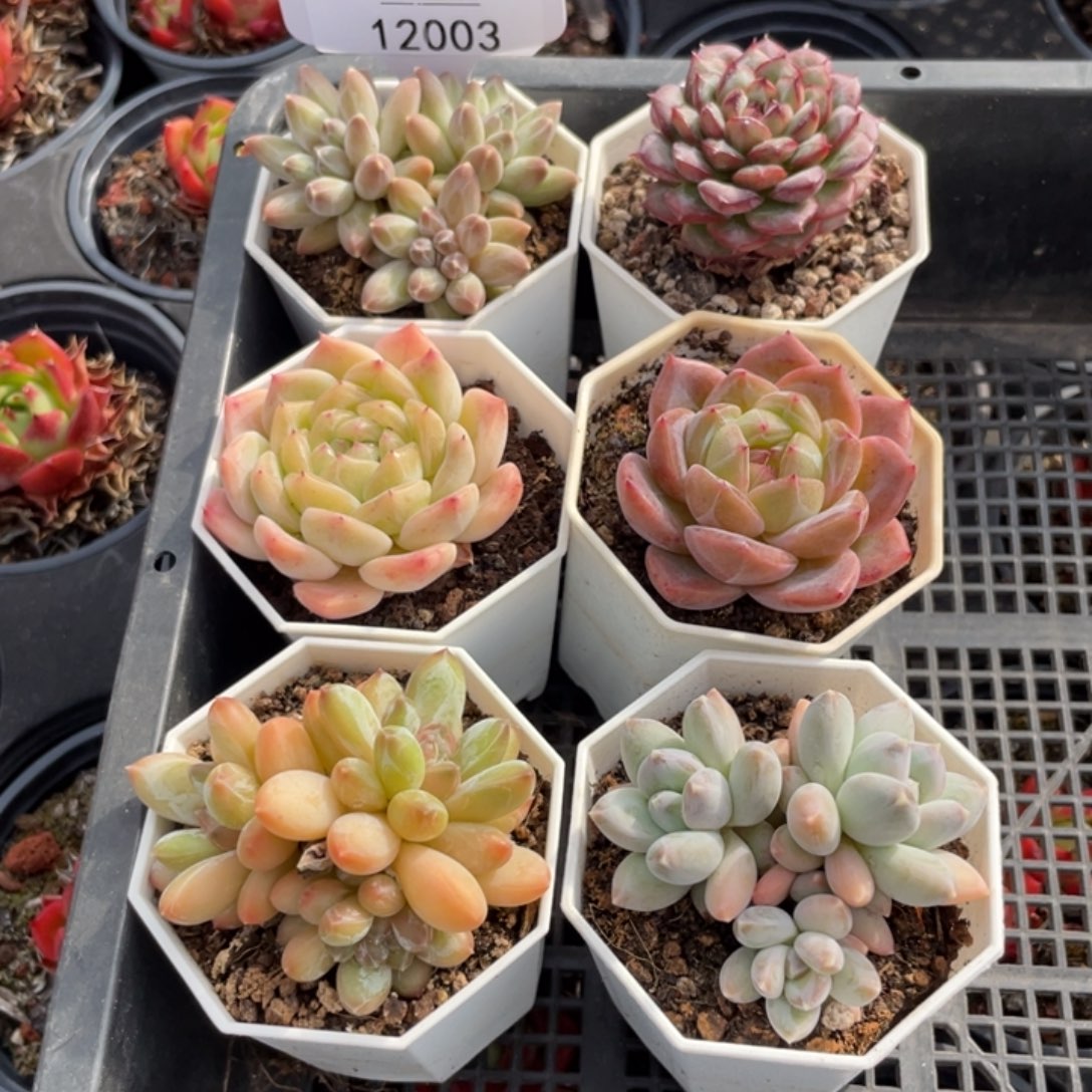 不包整散 盆子不售后12003