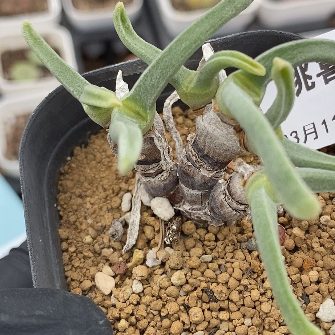 桃喜花园0311-50碧光环福利