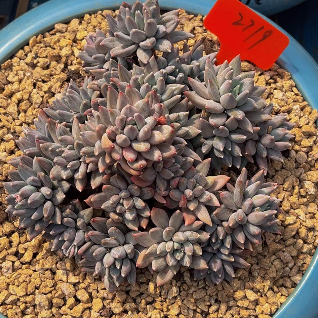 2719号上午多肉植物群生多肉植物