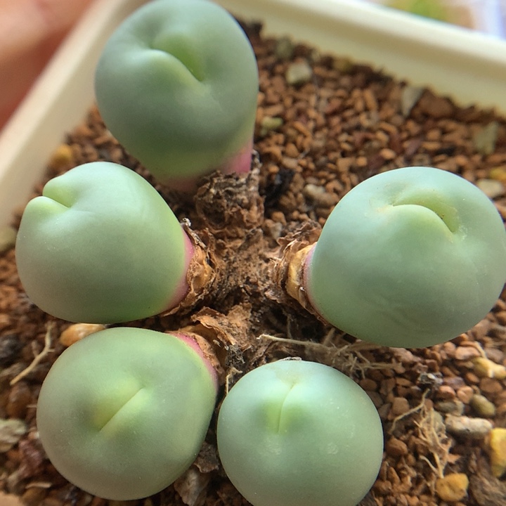 大嘴厚唇嘟嘟 肉锥植物