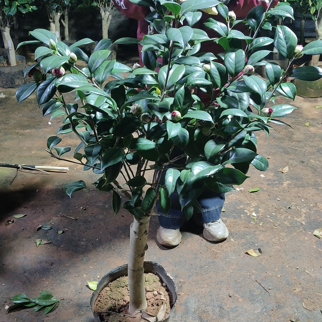 全部花苞鹭**叶未知品种不包邮