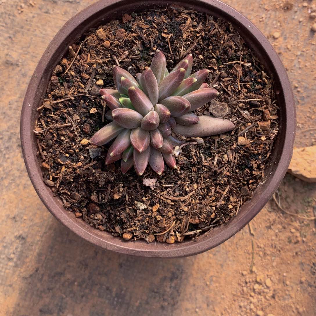 豆***u乌拉克拉多肉植物