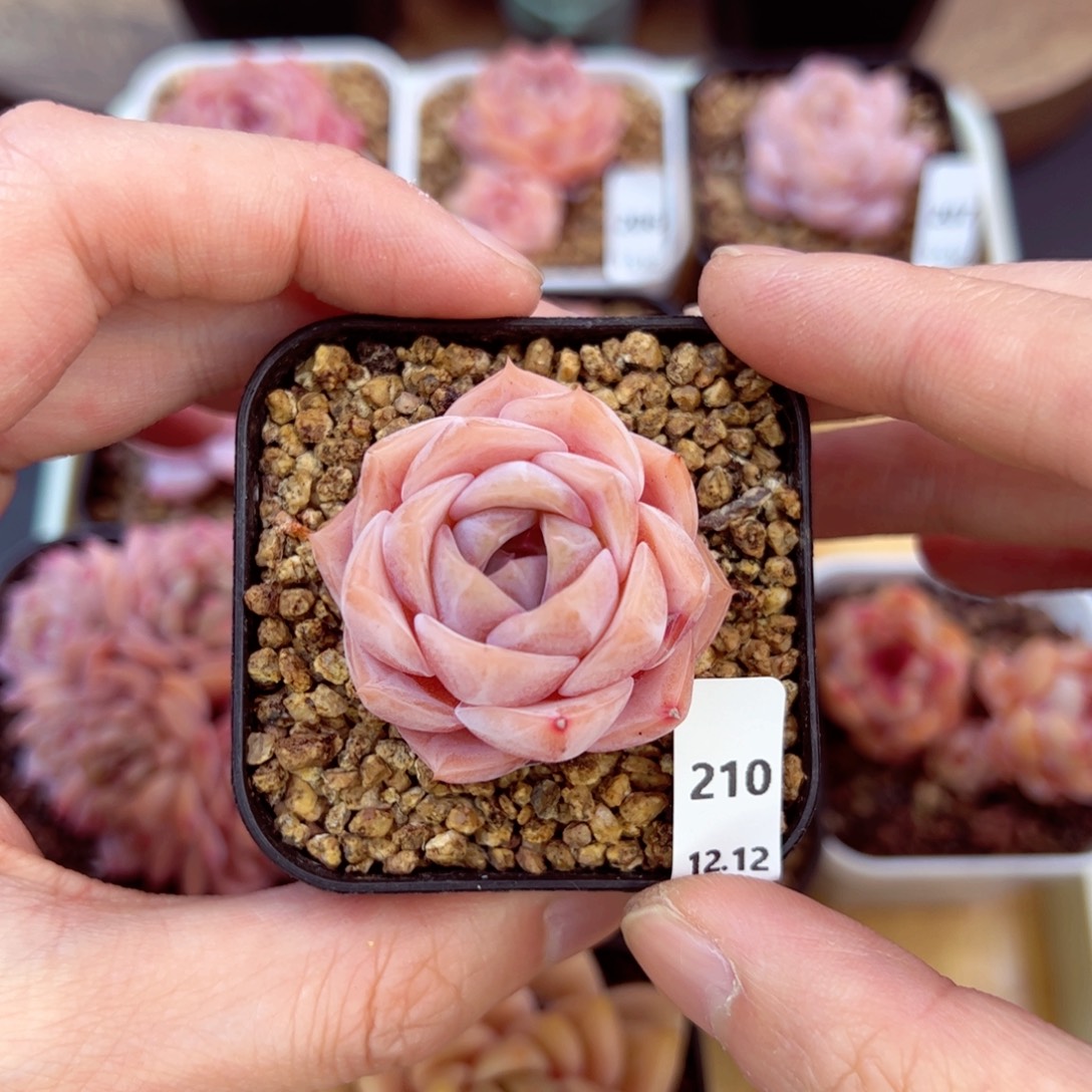 好好看210、哈哈哈哈