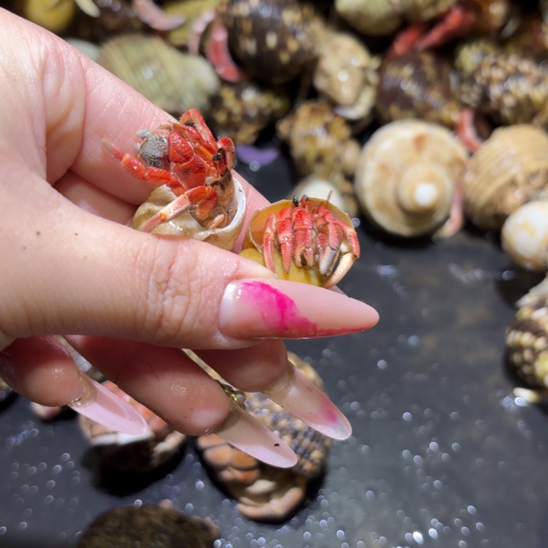 彩灰寄居蟹 2只 红