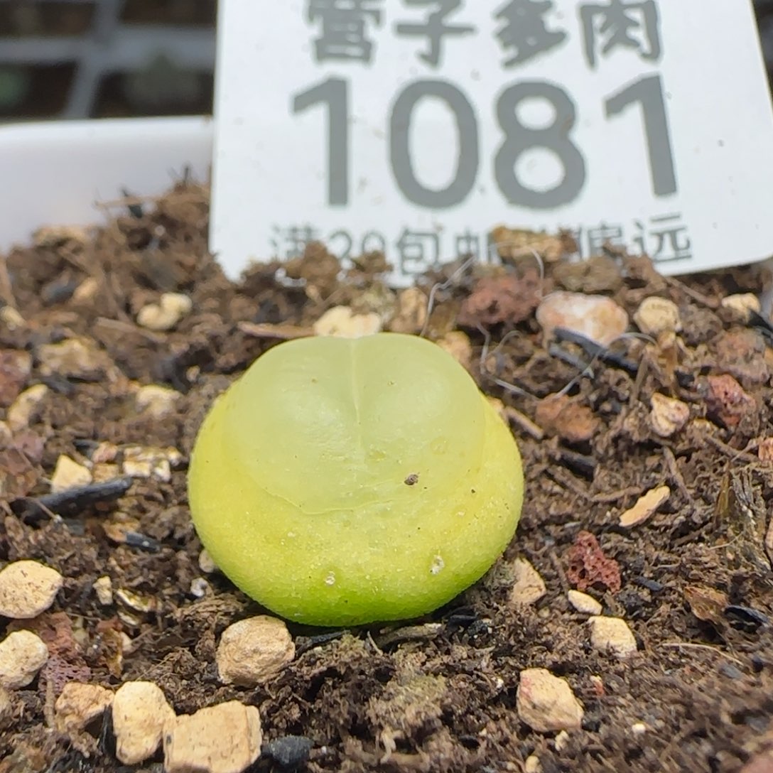 拉登1.3带盆土。                