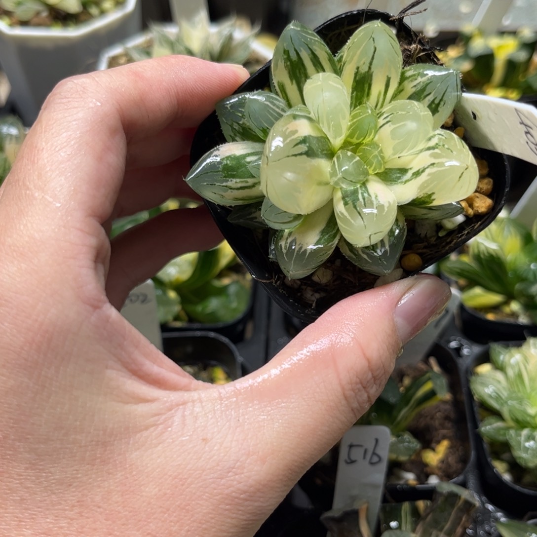 403龙爪玉露锦一物一拍