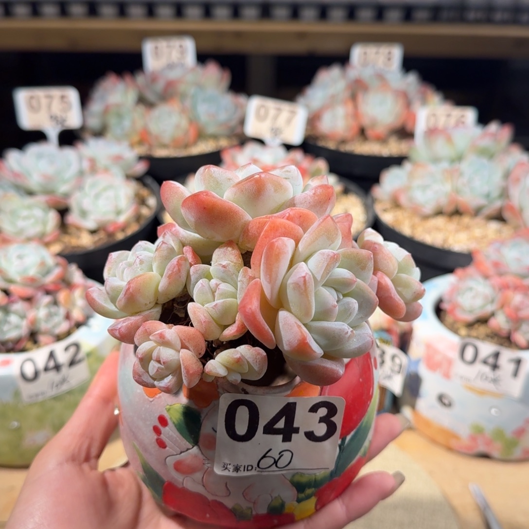 043号冰玉群生6头60