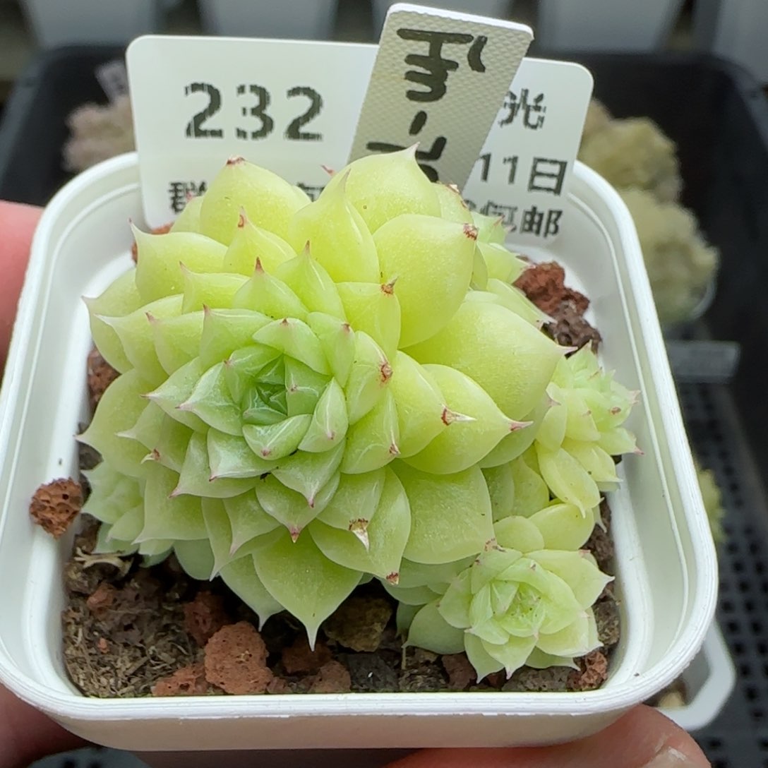 y***_0211-232（FM-79）