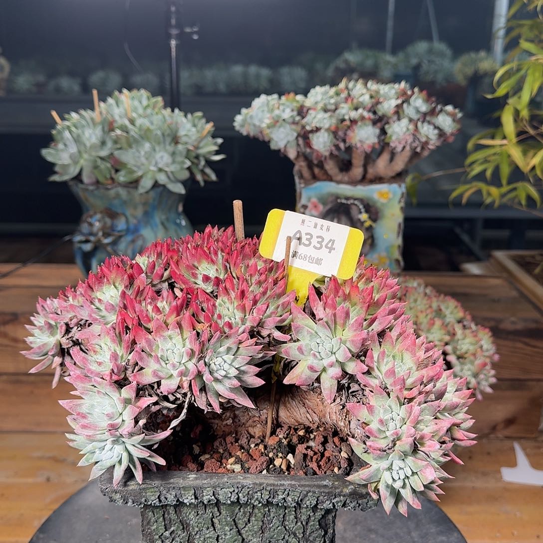 多肉植物仙女杯A334