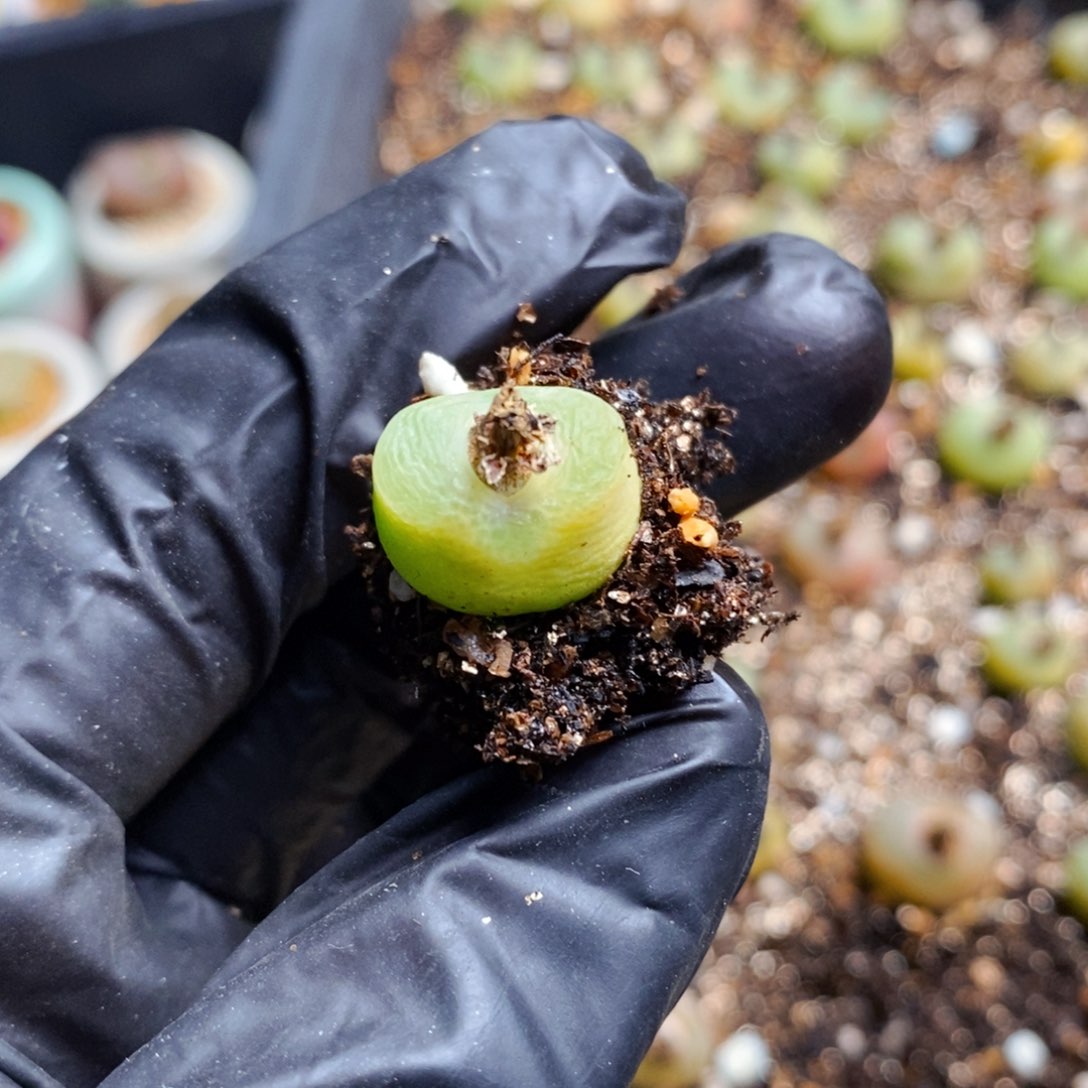 未*雪2177-一物一拍1798.79