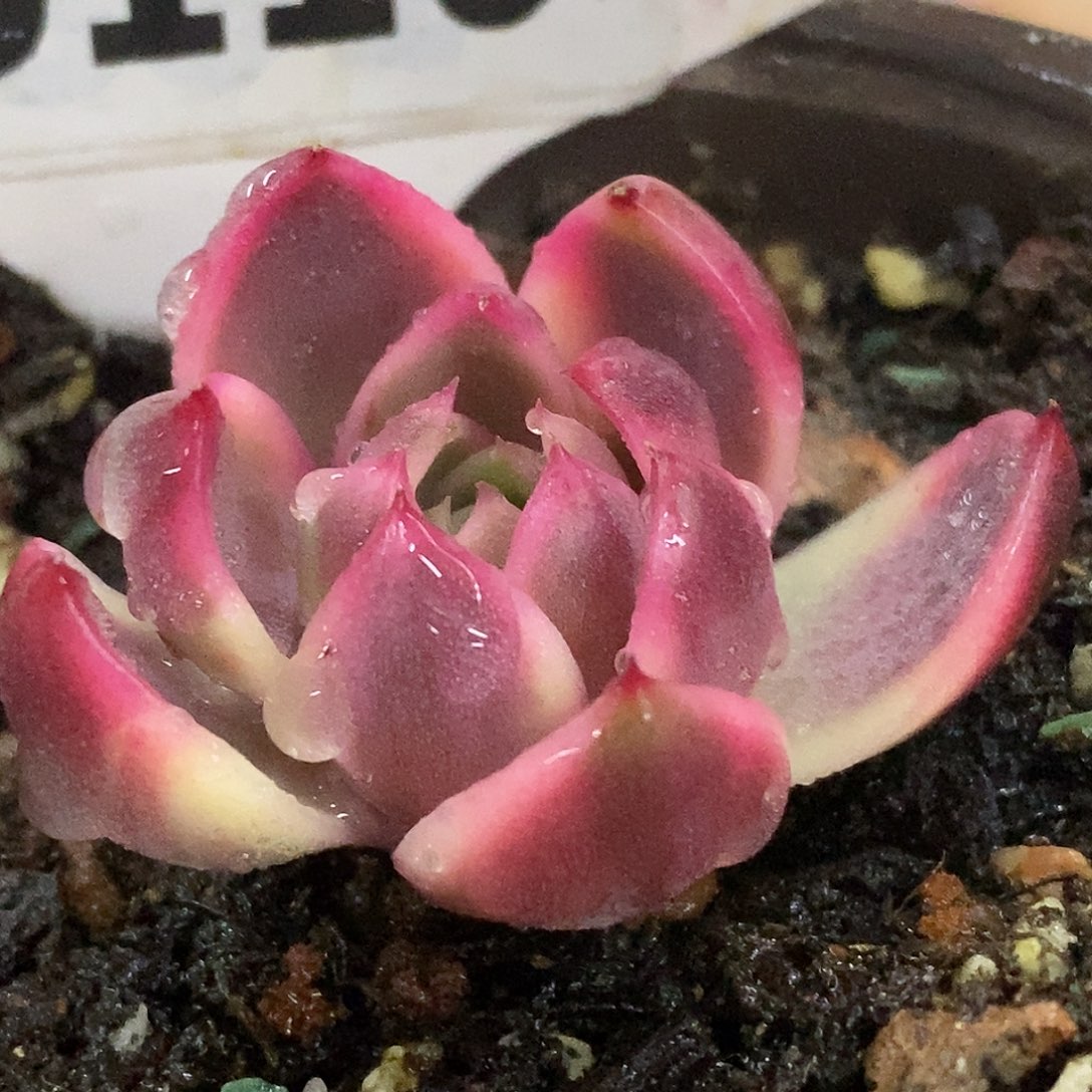 110紫水晶侧牙哈哈哈哈哈哈