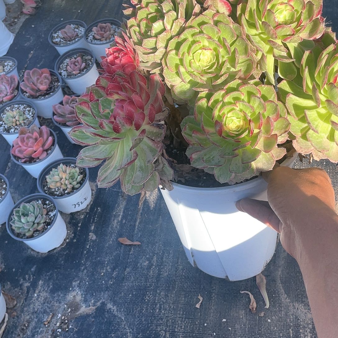 想***狸超大万花筒法师带盆发货