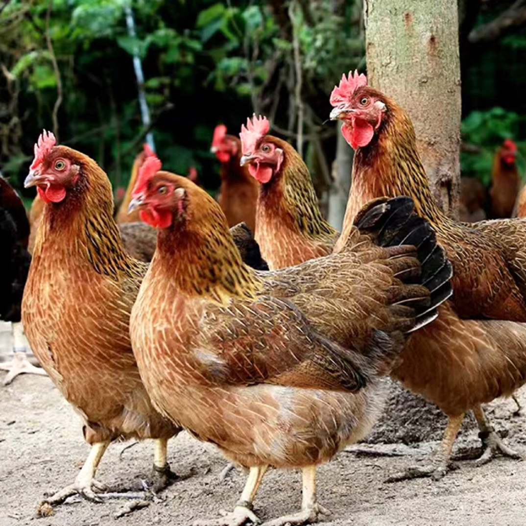 云南高原林下跑山鸡现抓现杀（一物一拍）