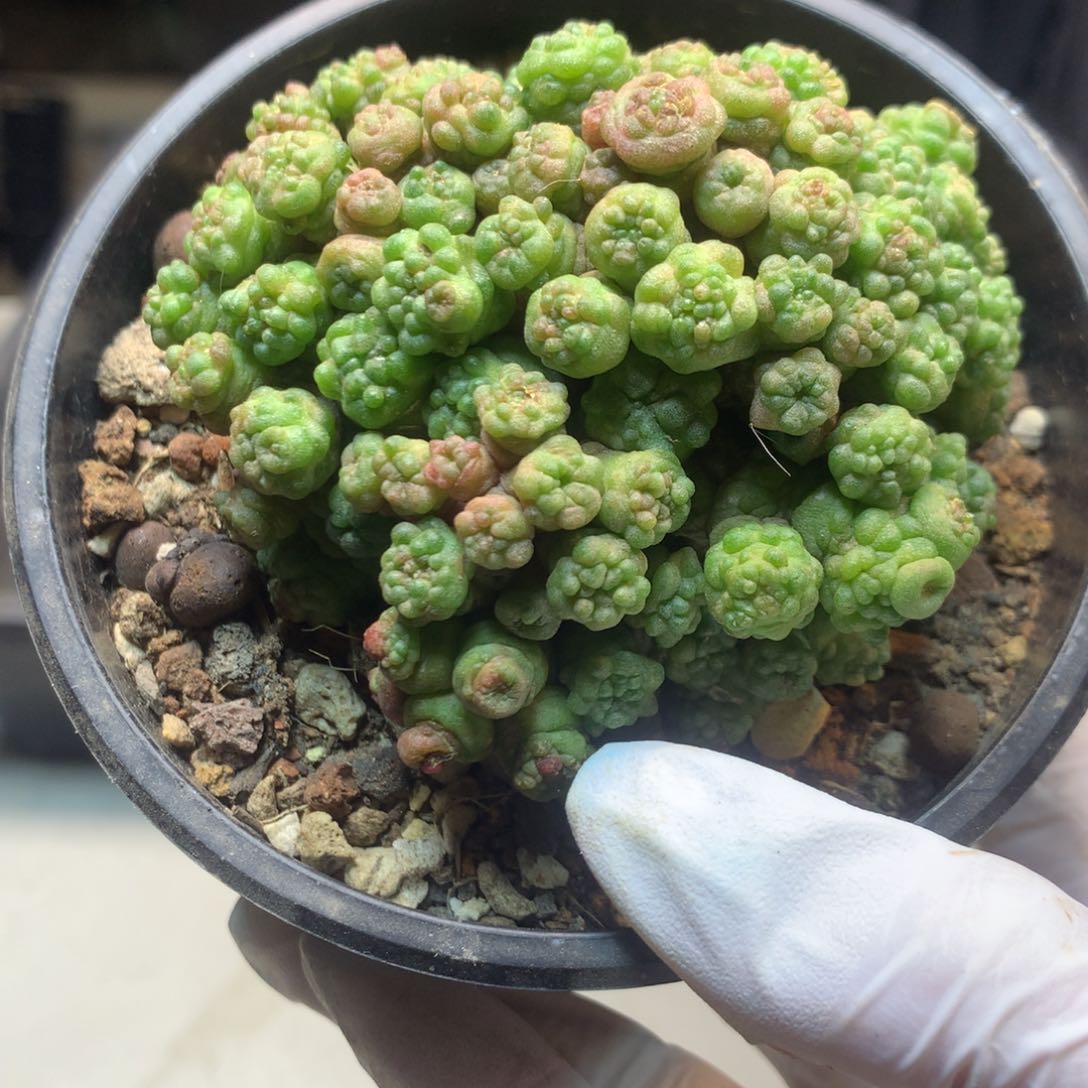      23号  自根高沙一点红7.5公分