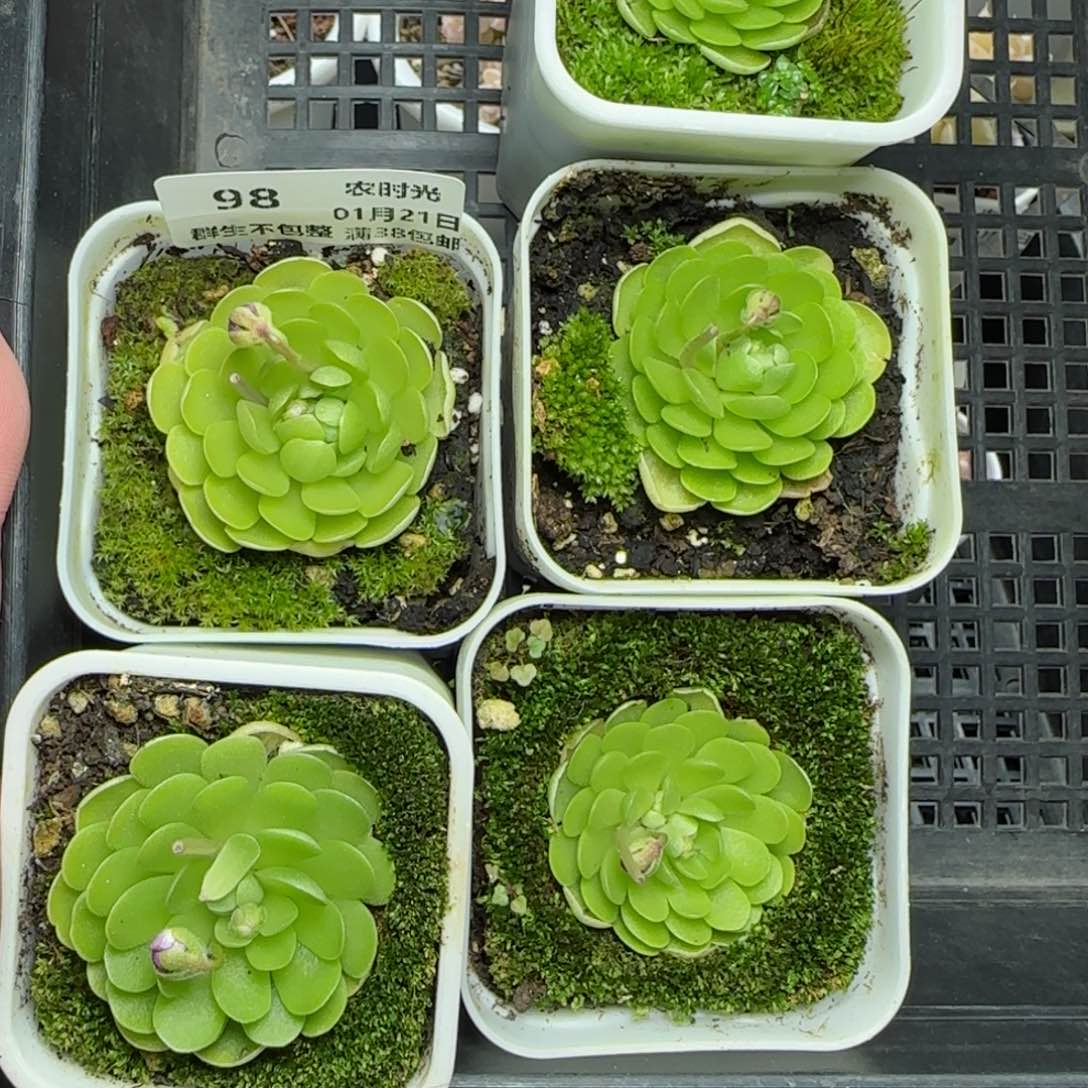 0121-98捕虫堇五颗