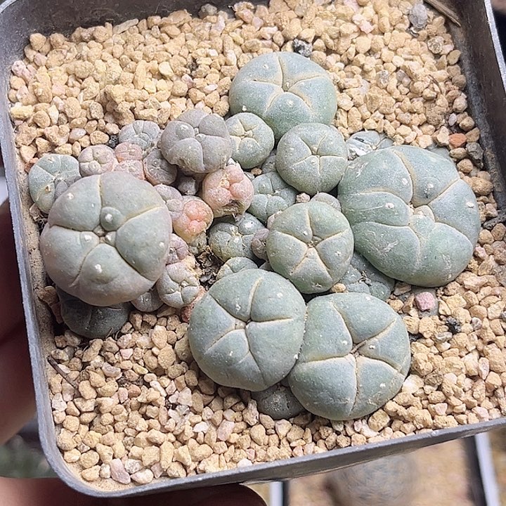 子吹海鲜锦7公分（微瑕