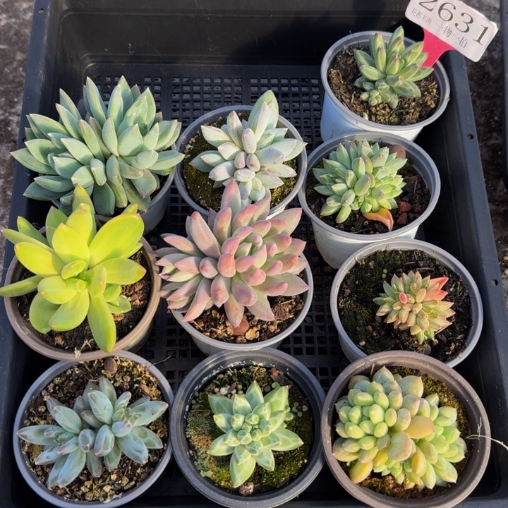 2631多肉植物一物一拍