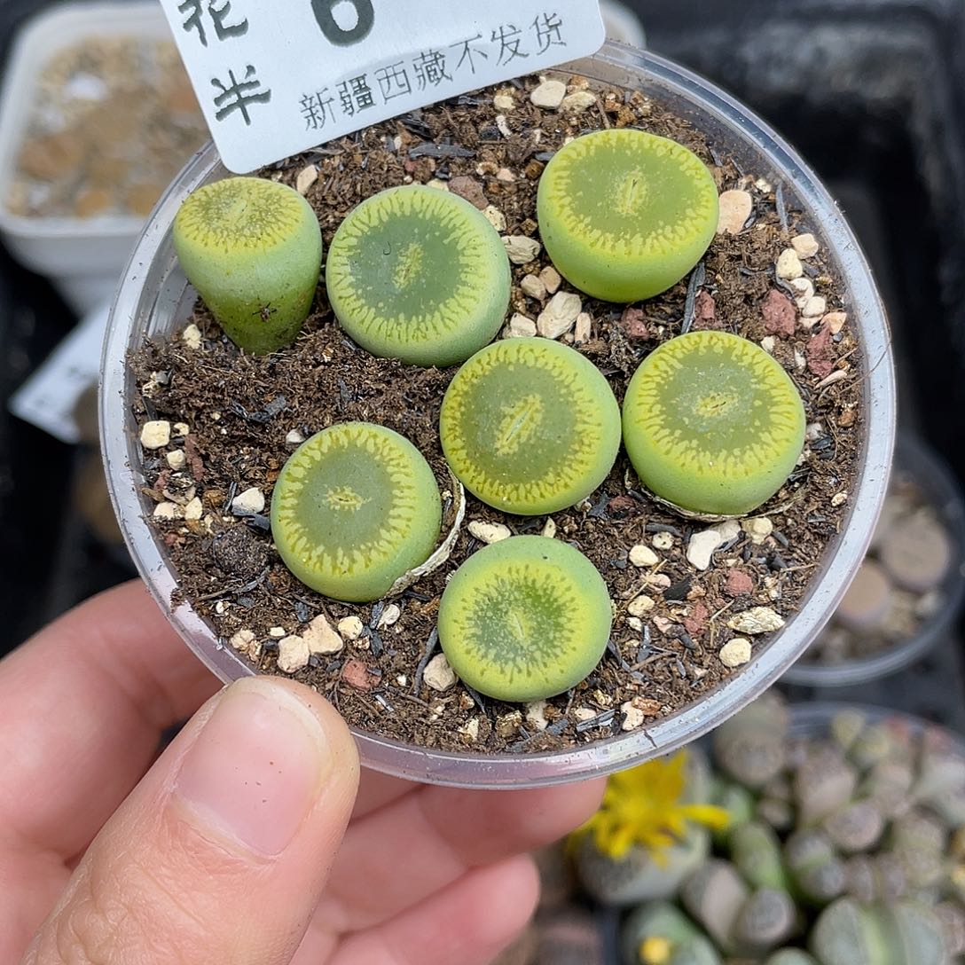 0600000花花花花花花花花