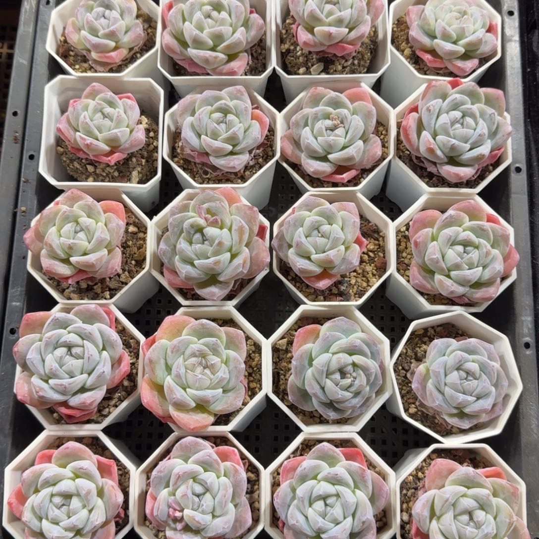 冰玉一筐单头一物一拍