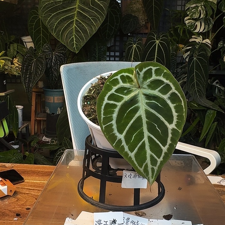 不开花植物I99雪饼杂skg银