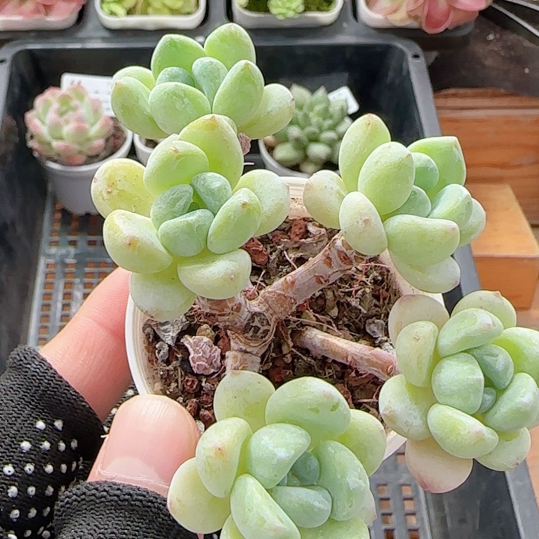 多肉0705-64罗琦小老桩