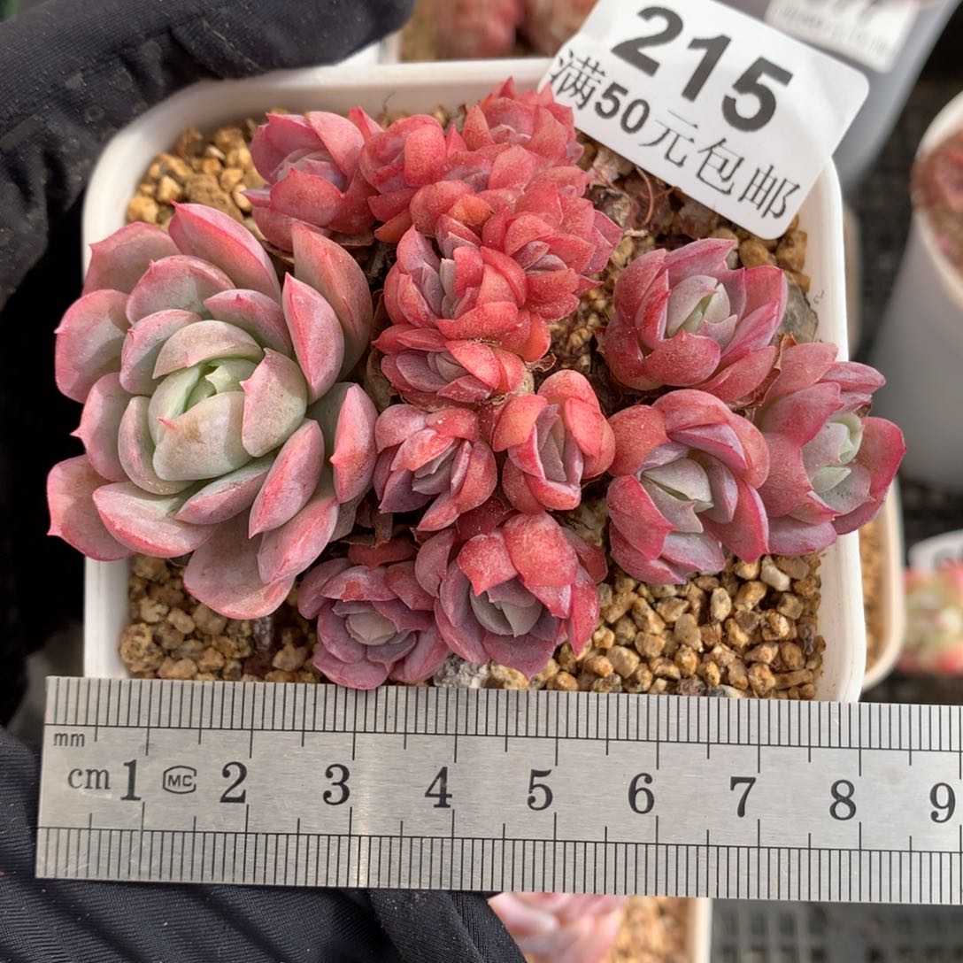 215老桩贝瑞缀化冠幅8