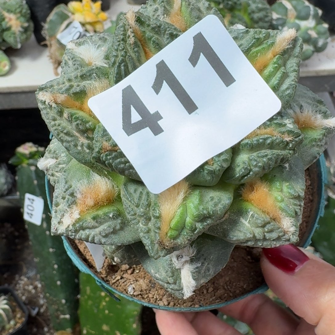 【闪购商品】无花朵波*大尤志贺龟甲411