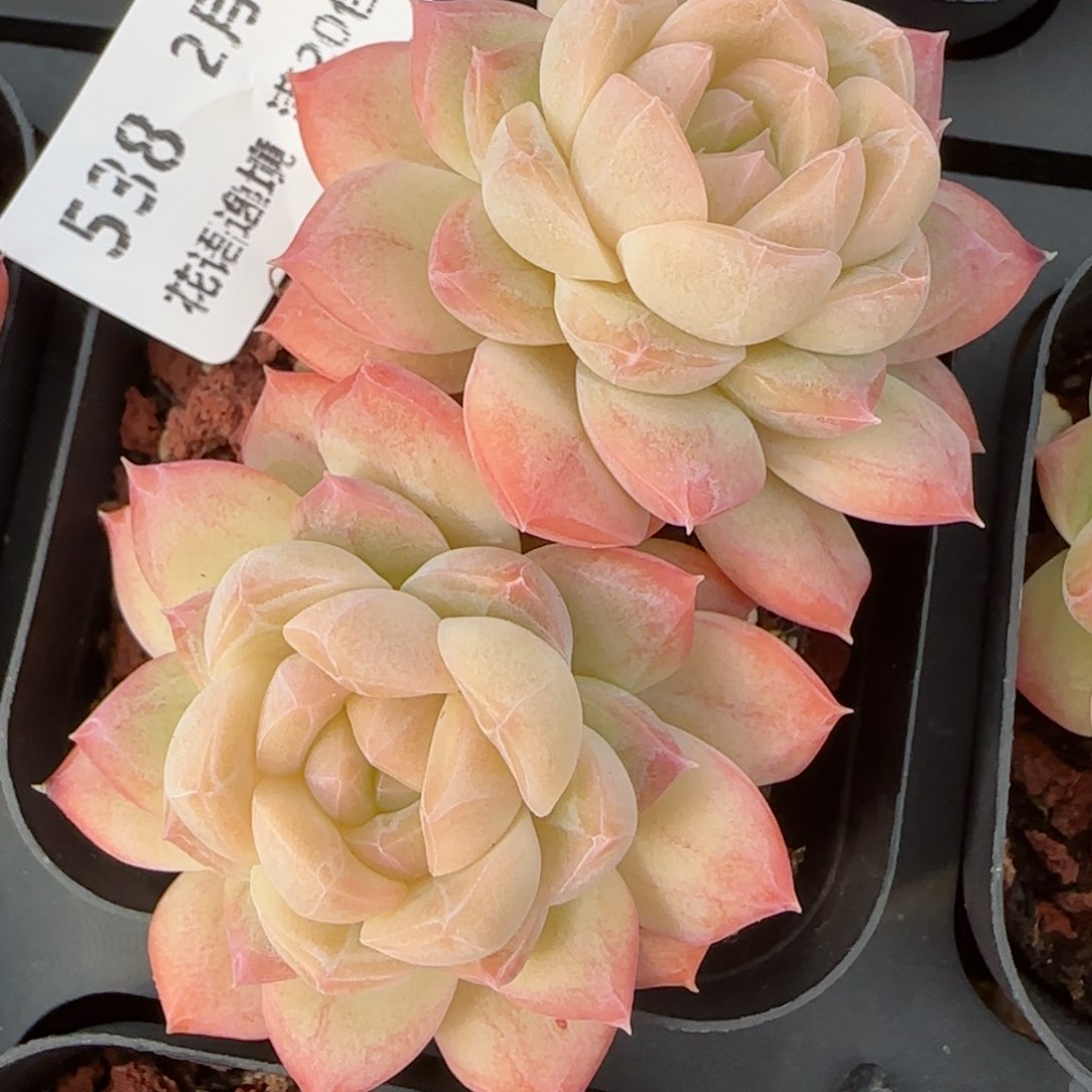 花语逸镜0214-538