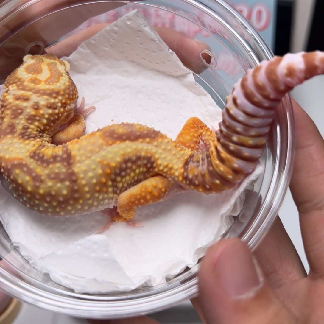 豹纹守宫川普妹妹