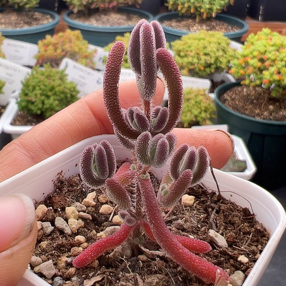 45号实生紫闪1.3多肉