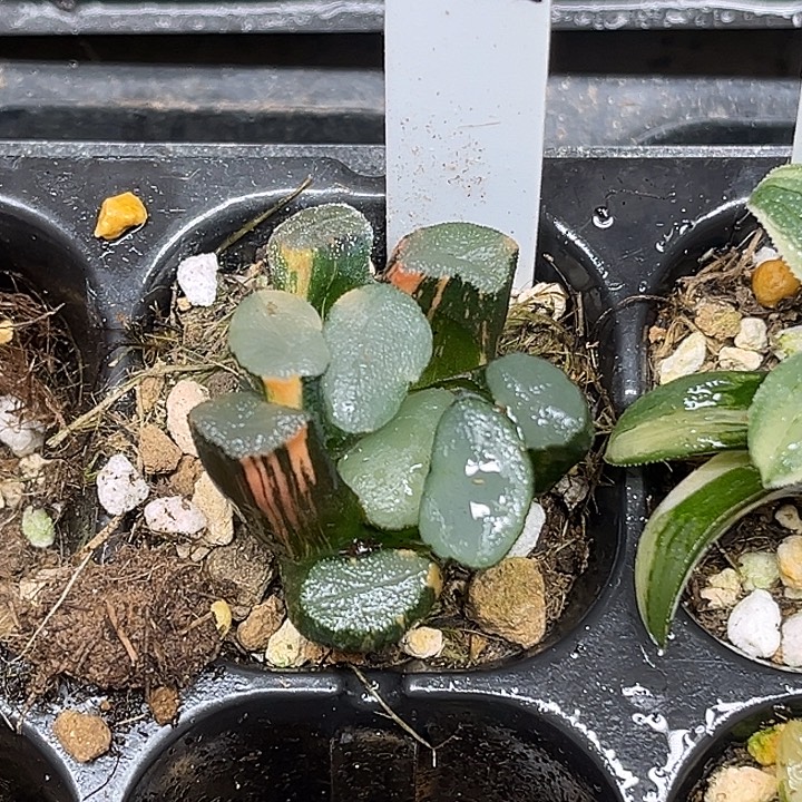 312欧大宝万象锦脱土发货