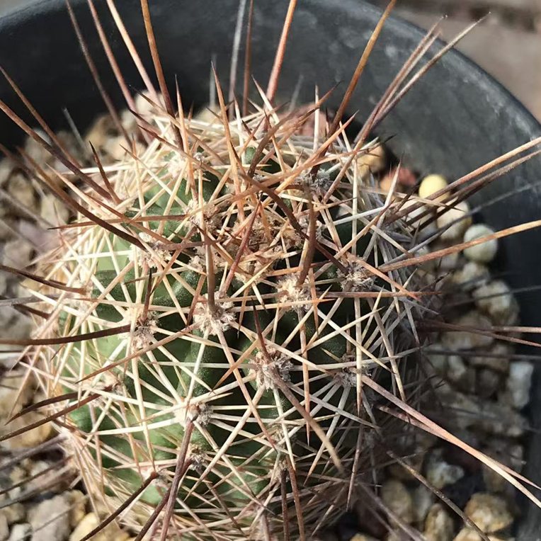 司虾品种仙人球多肉植物室内花卉易养护防辐射小盆栽