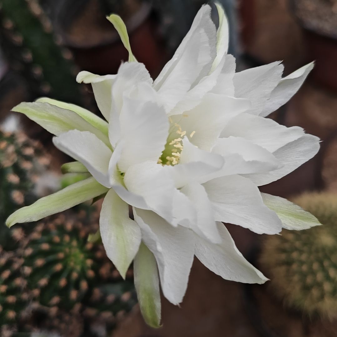 丽花花蕊夫人5.8CM侧芽