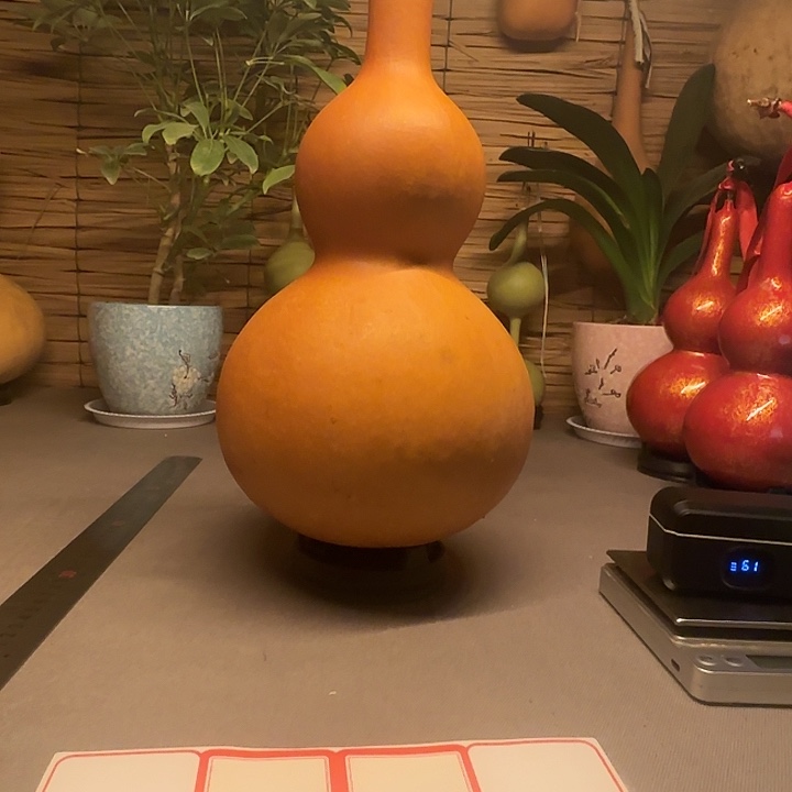 龙头后接，大八宝，后皮