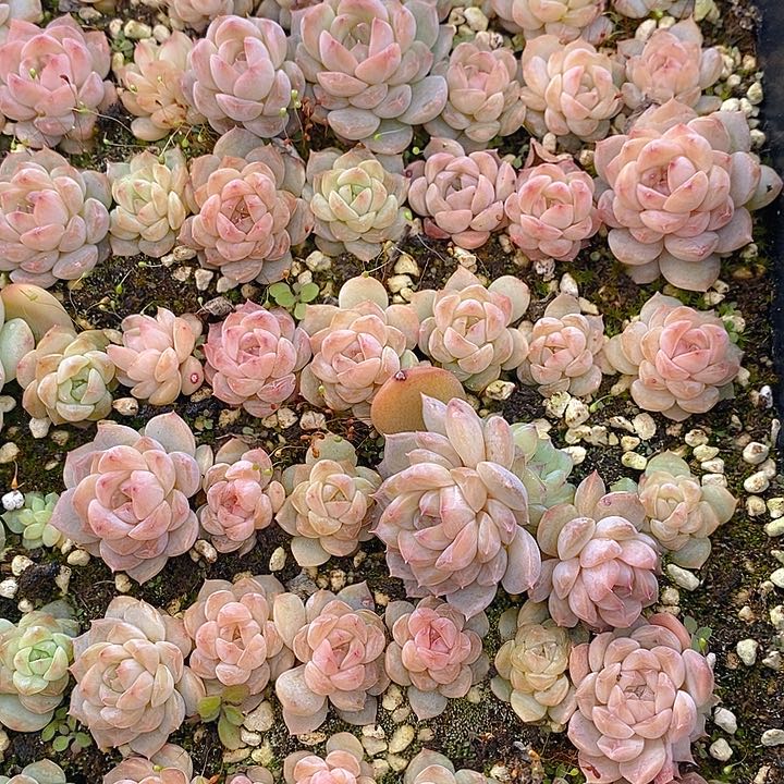 28 多肉植物盆栽花卉植物