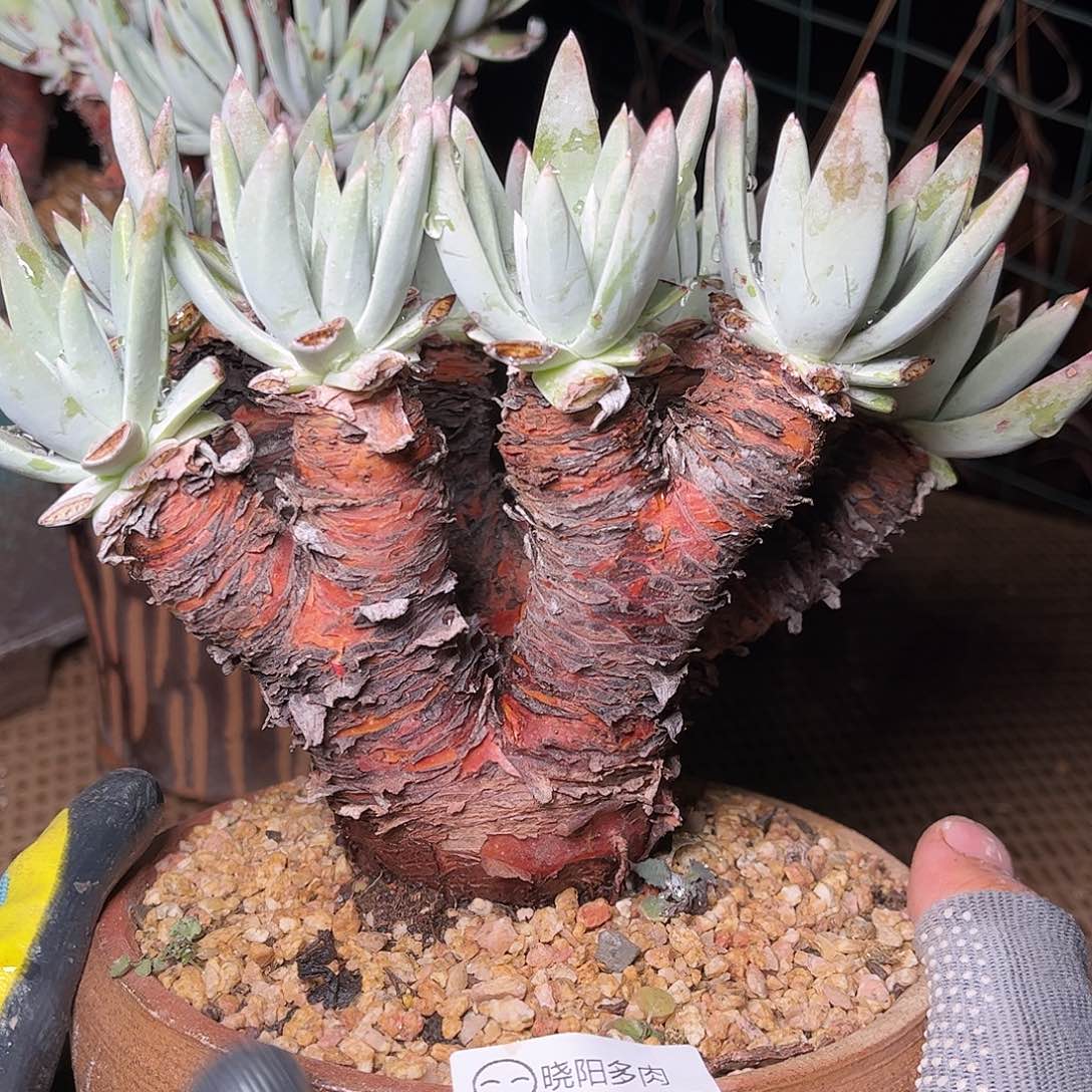 1658雪花仙女杯多肉