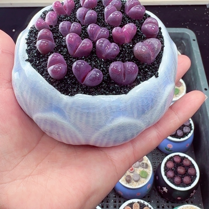 513凑满18包邮零下地区记得拍保温箱