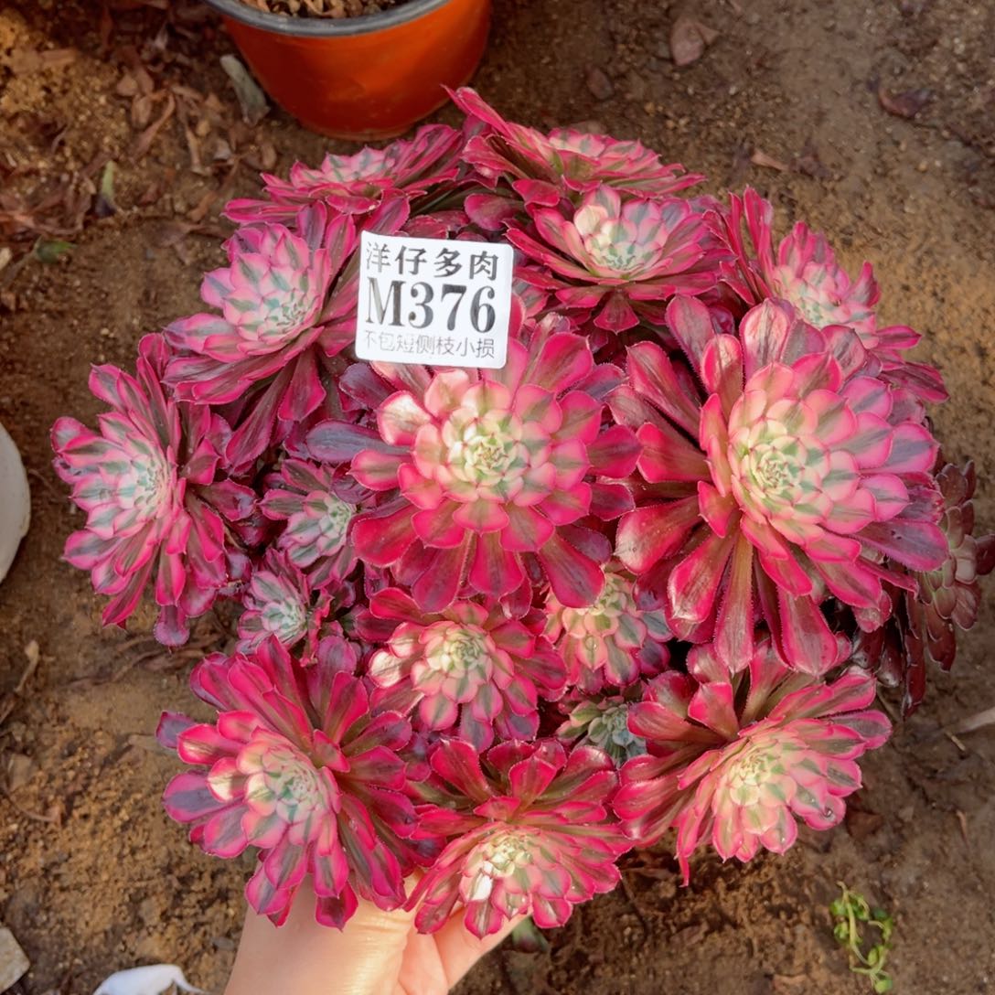 376红彤白 冠幅20左右