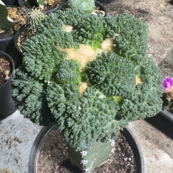 捡漏精品哥斯拉11公分左右丸优