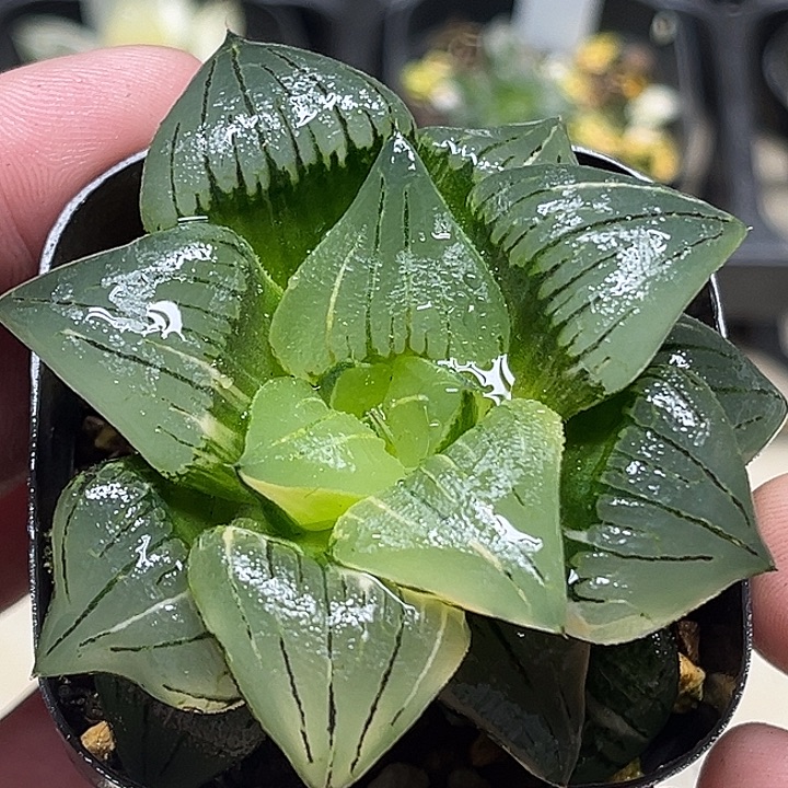 173巨大丸叶红纹寿锦