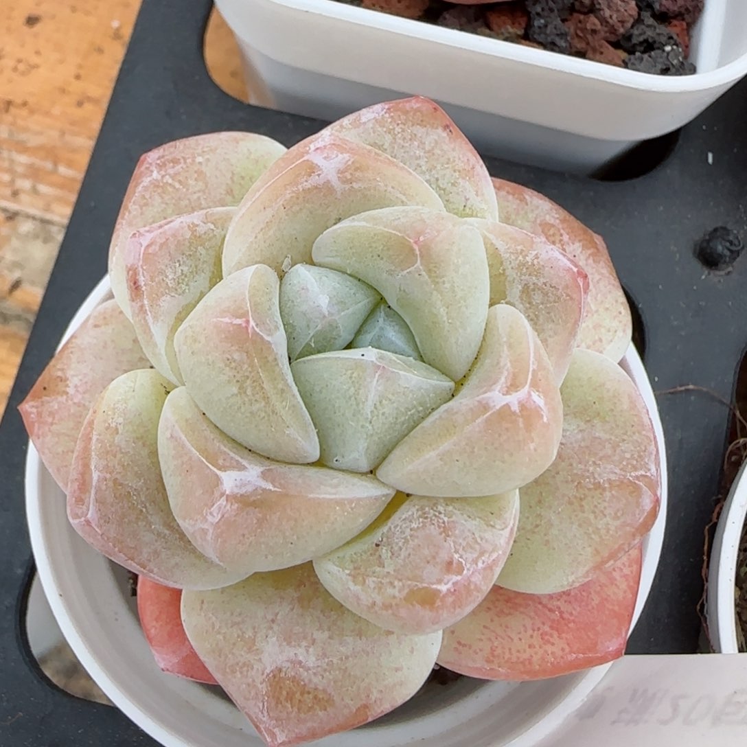 花语逸境0213-340