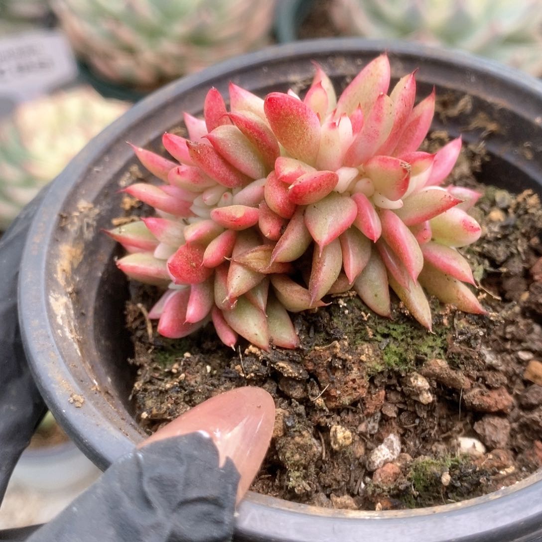 19东云缀锦锦锦锦