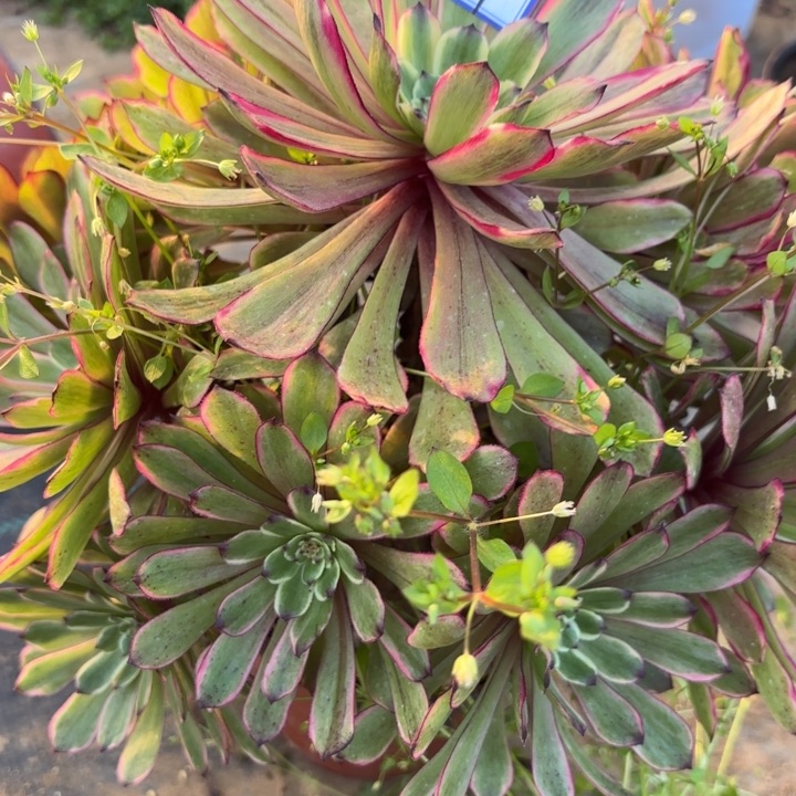 大**伊粉黛多肉断枝不包39