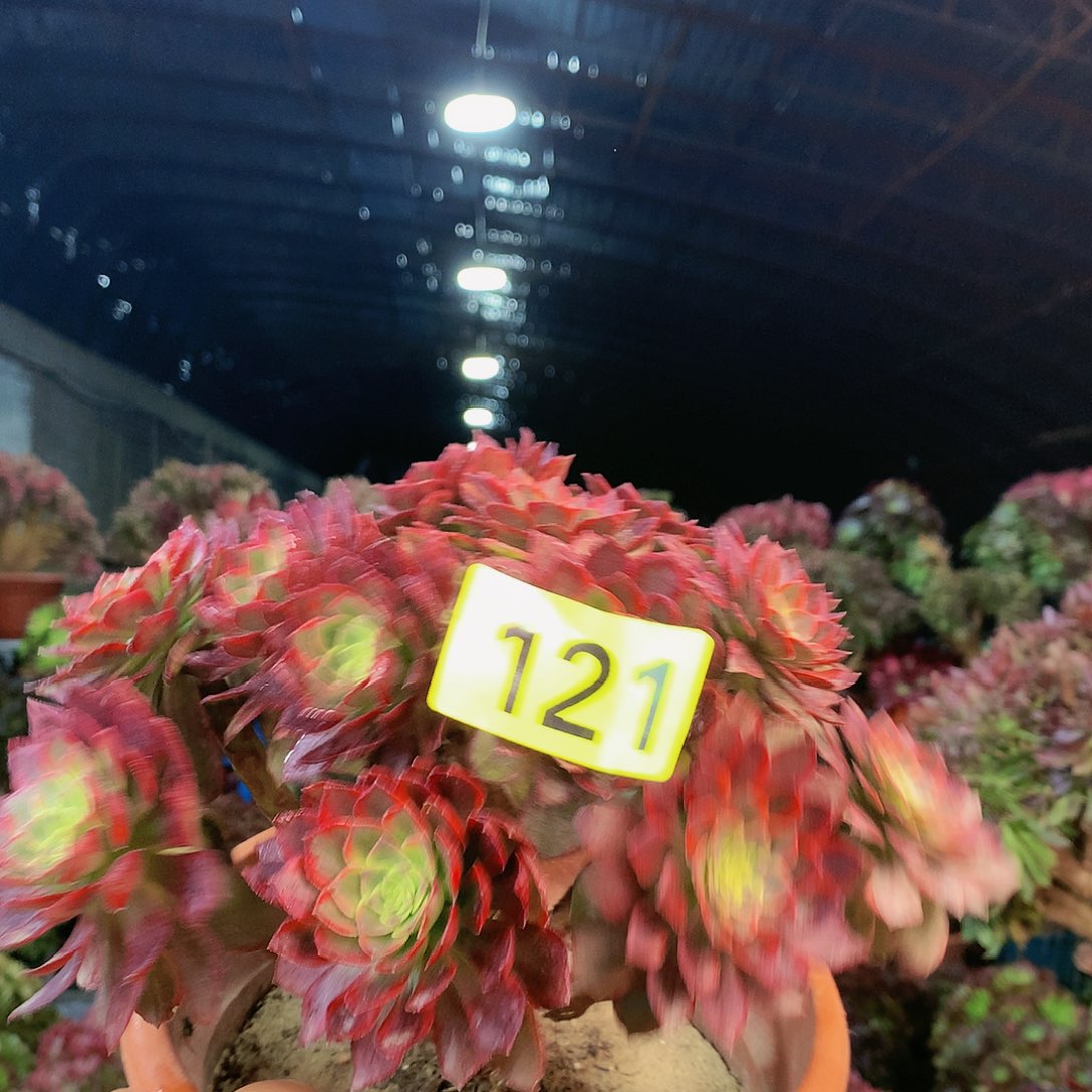 柒哥多肉精品不包断侧枝121